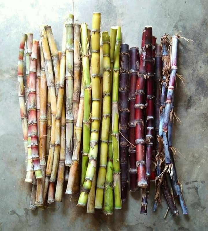 Les espèces historiques de canne à sucre : aux origines du rhum et du sucre